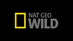Nat Geo Wild Ao Vivo Online