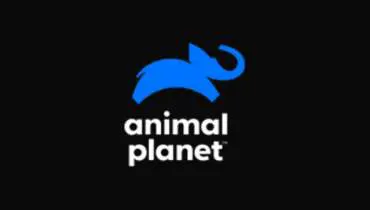 Logo do canal Animal Planet Ao Vivo Online